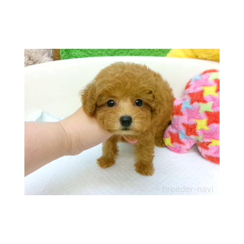 販売中の大阪府のトイプードル-399553の2枚目