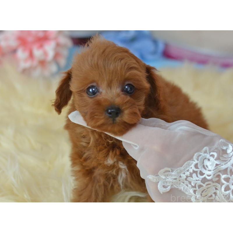 成約済の埼玉県のミックス犬-393021の7枚目