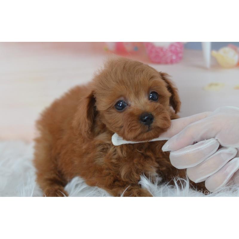 成約済の埼玉県のミックス犬-393021の6枚目