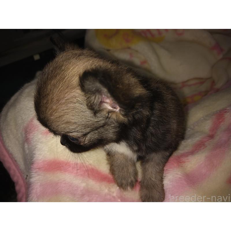 成約済の秋田県のチワワ(ロングコート)-397153の3枚目