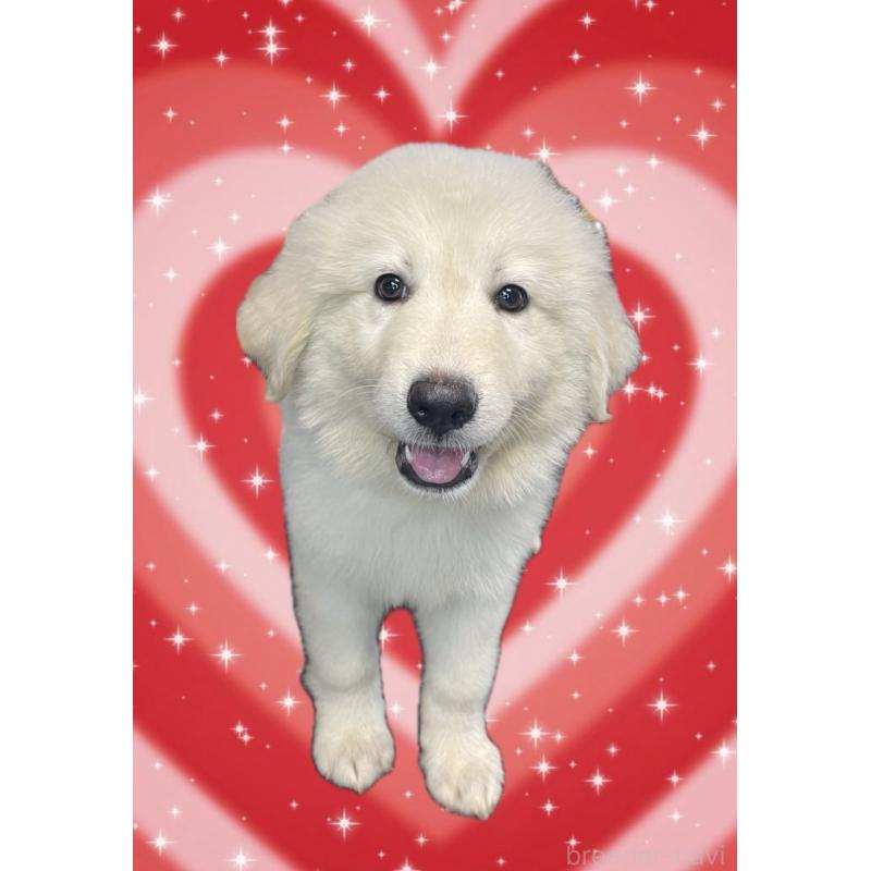 販売中の岩手県のミックス犬-396960