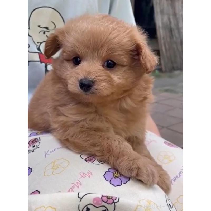 販売中の岡山県のビションプー:ビションフリーゼ×トイプードル-399689の1枚目