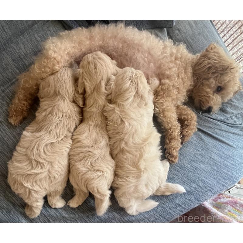 販売中の滋賀県のマルプー:マルチーズ×トイプードル-399663の43枚目