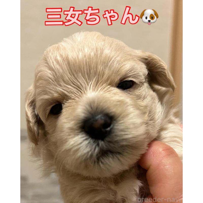 販売中の滋賀県のマルプー:マルチーズ×トイプードル-399663の23枚目