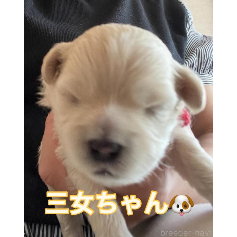販売中の滋賀県のマルプー:マルチーズ×トイプードル-399663の15枚目