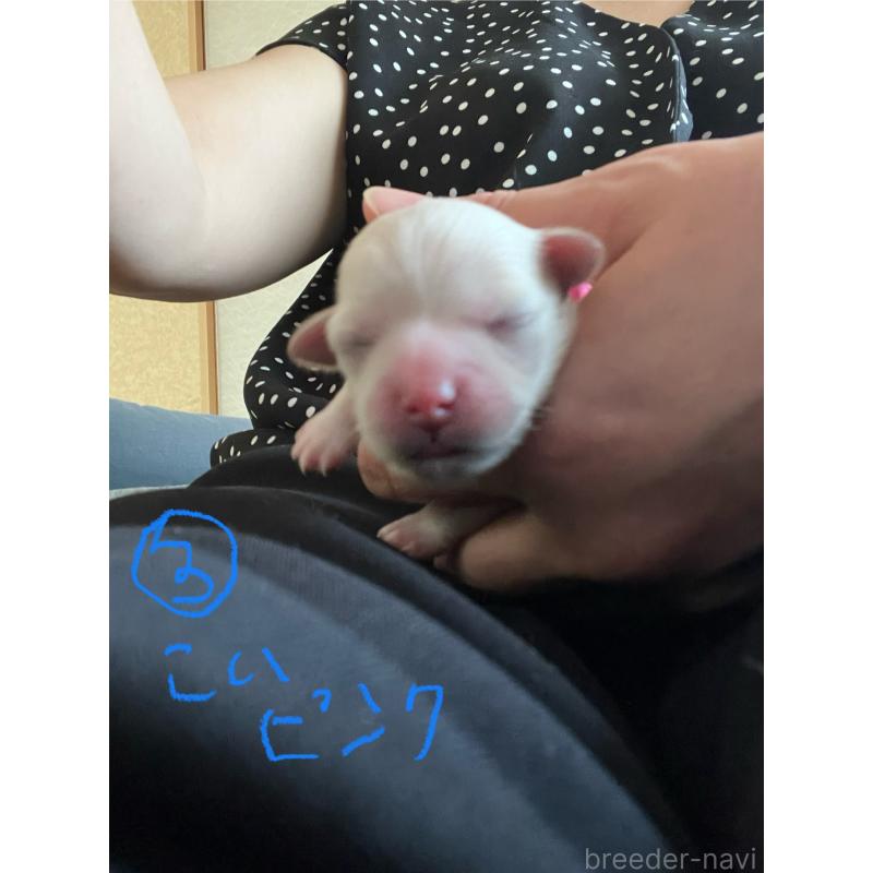 販売中の滋賀県のマルプー:マルチーズ×トイプードル-399663の6枚目