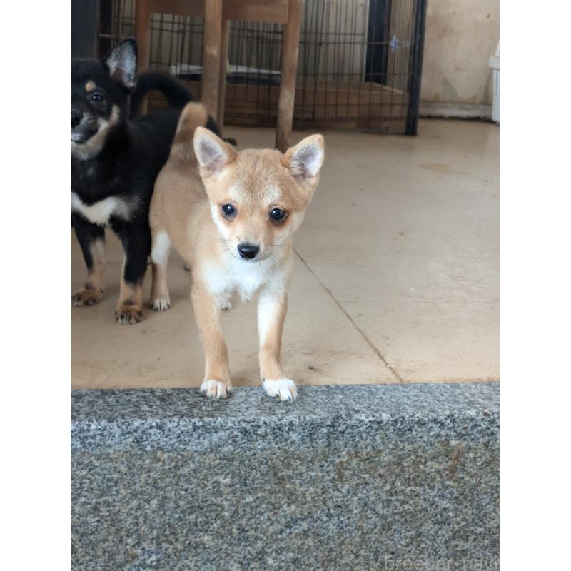 販売中の佐賀県のミックス犬-379091の3枚目