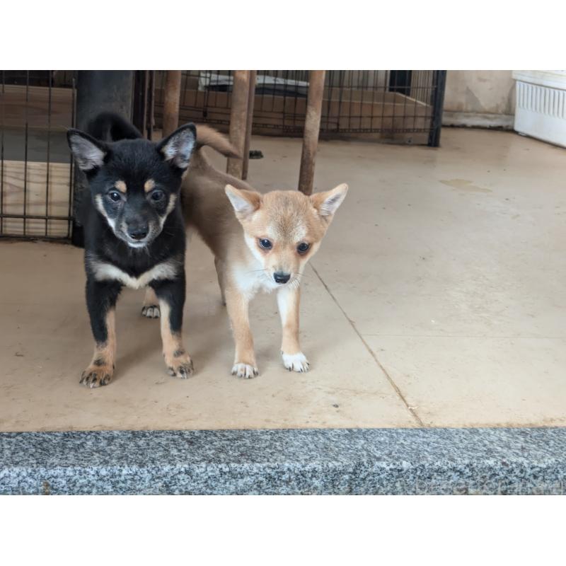 販売中の佐賀県のミックス犬-379091の2枚目
