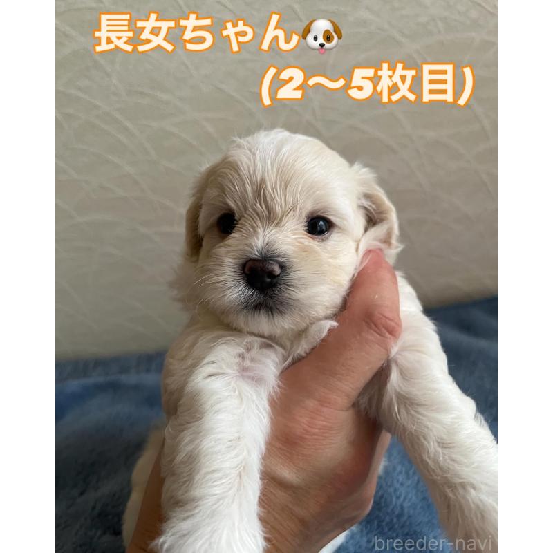 販売中の滋賀県のマルプー:マルチーズ×トイプードル-399664の87枚目