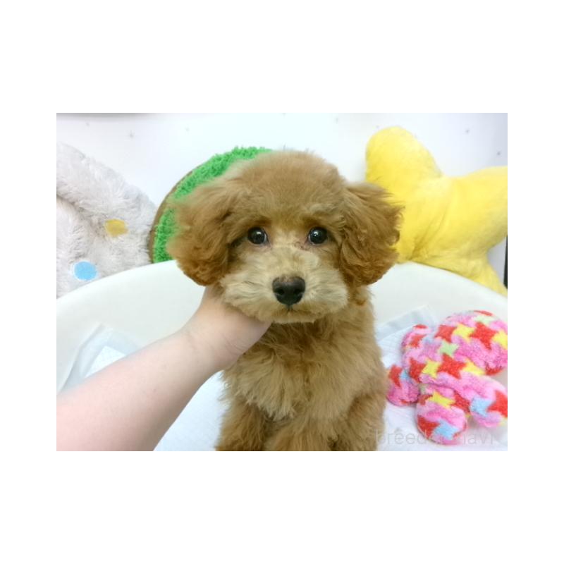 成約済の大阪府のトイプードル-381292の2枚目