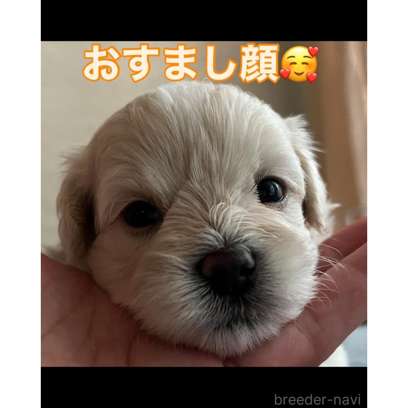 販売中の滋賀県のマルプー:マルチーズ×トイプードル-399664の69枚目