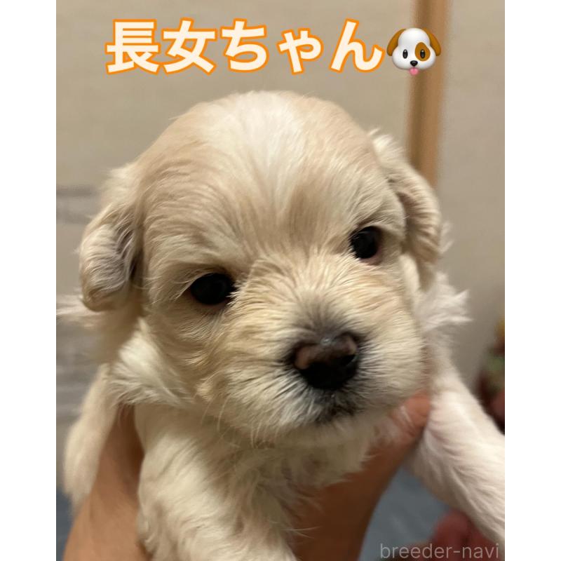 販売中の滋賀県のマルプー:マルチーズ×トイプードル-399664の59枚目