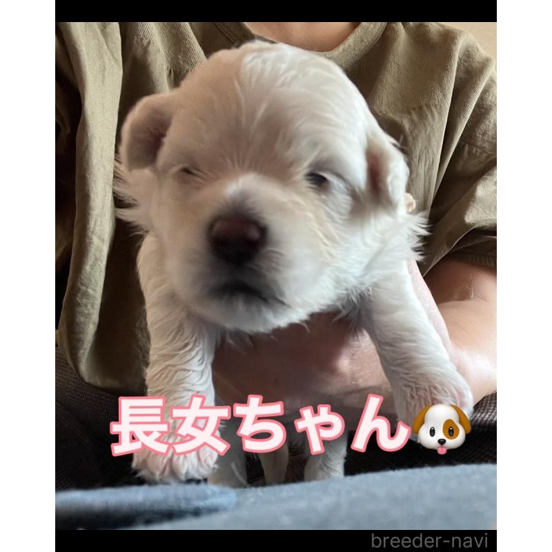 販売中の滋賀県のマルプー:マルチーズ×トイプードル-399664の41枚目