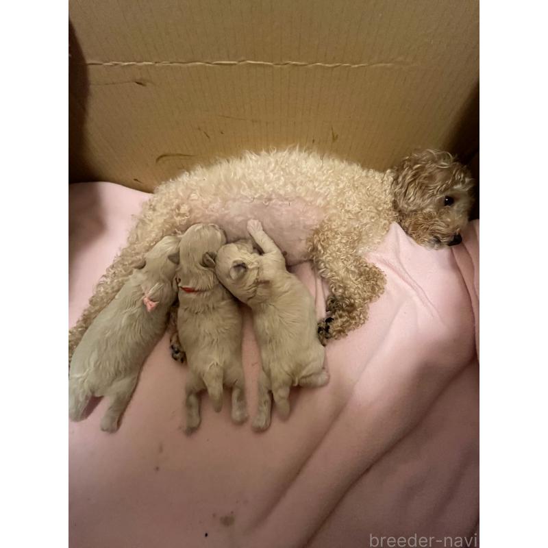 販売中の滋賀県のマルプー:マルチーズ×トイプードル-399664の34枚目