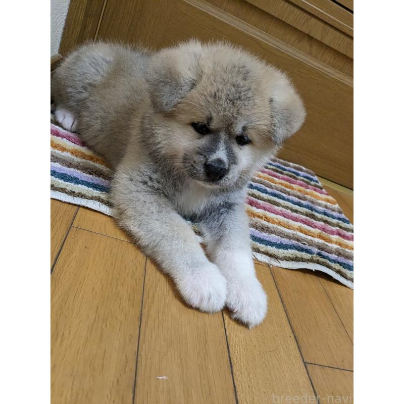 成約済の滋賀県の秋田犬-399754の4枚目