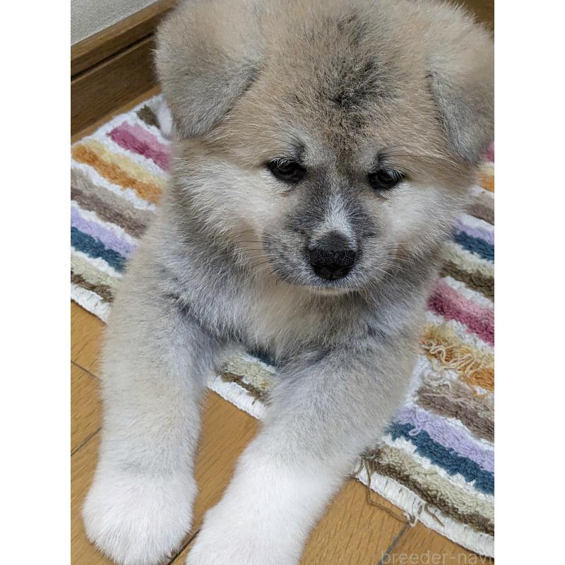 成約済の滋賀県の秋田犬-399754の3枚目