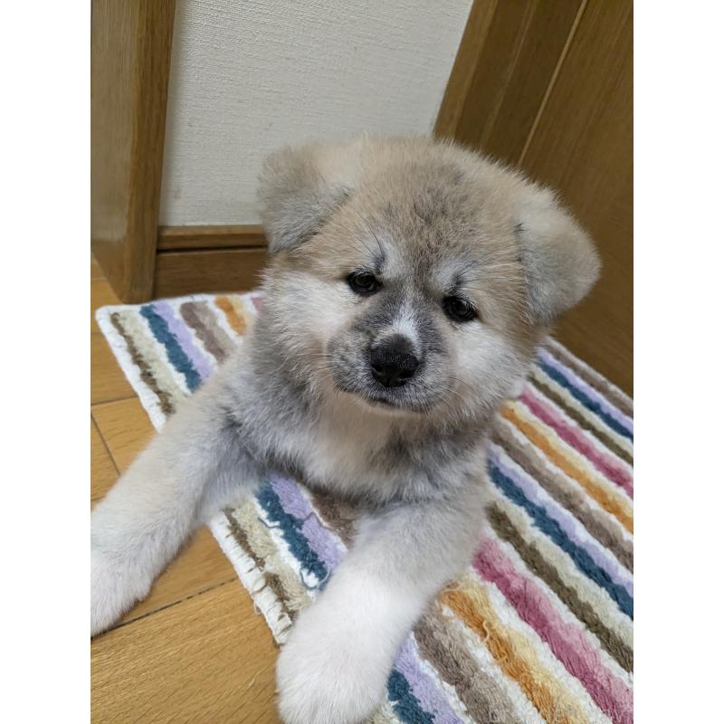 成約済の滋賀県の秋田犬-399754の2枚目