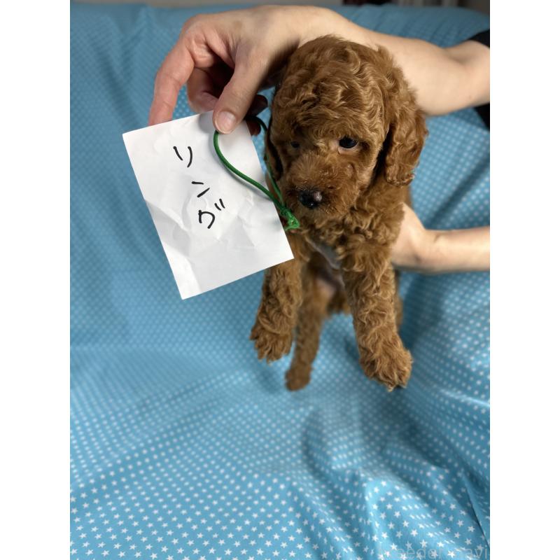 販売中の北海道のトイプードル-399765の2枚目