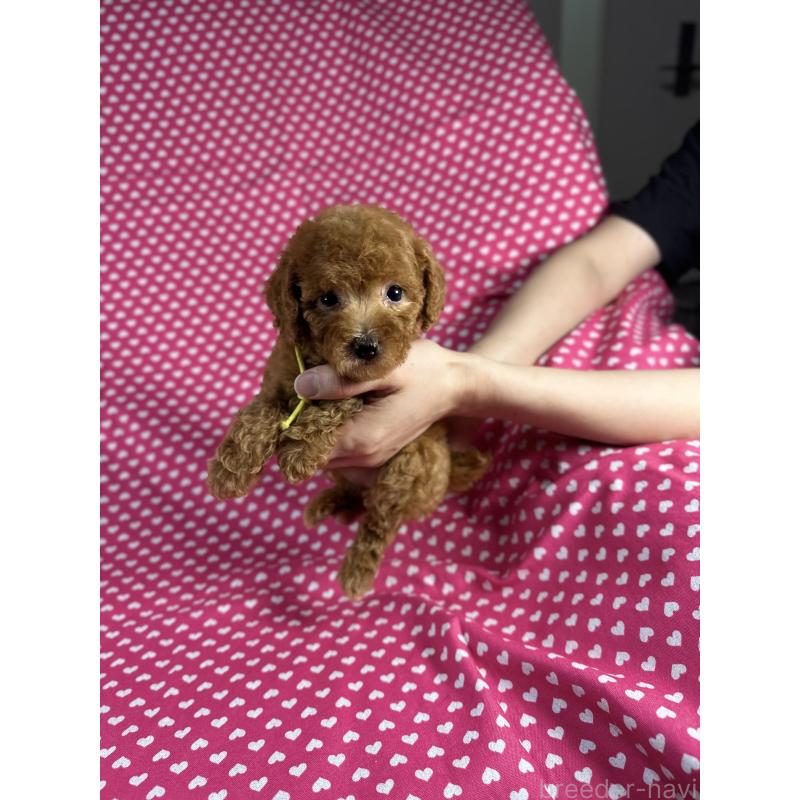 販売中の北海道のトイプードル-399769の4枚目