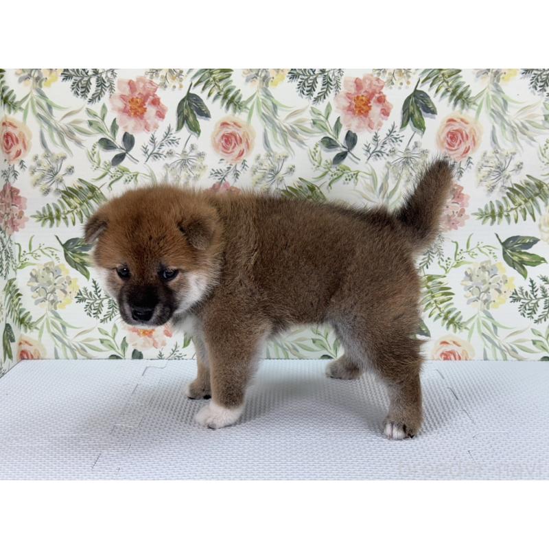 販売中の愛知県の柴犬-399771の4枚目