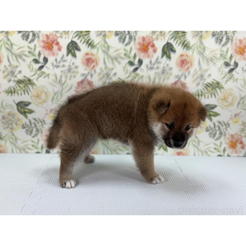 販売中の愛知県の柴犬-399771の3枚目