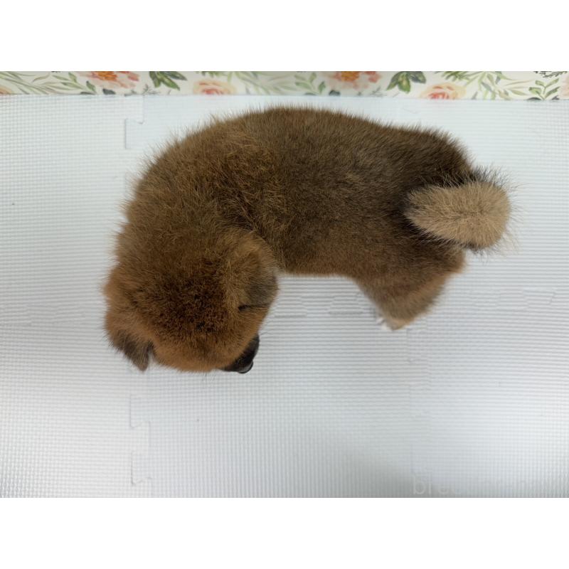 販売中の愛知県の柴犬-399771の2枚目
