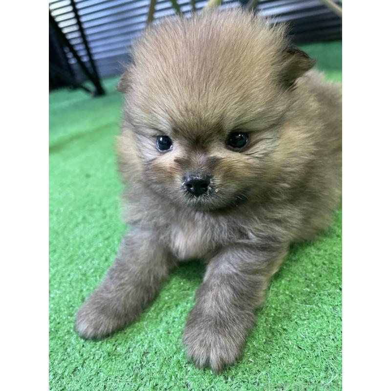 販売中の広島県のポメラニアン-399772の9枚目