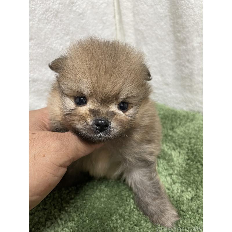 販売中の広島県のポメラニアン-399772の5枚目
