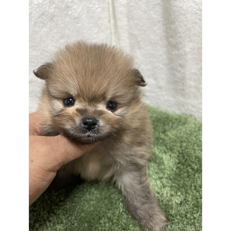 販売中の広島県のポメラニアン-399772の4枚目