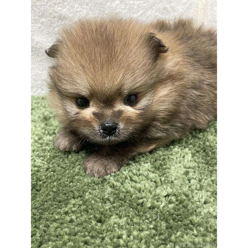 販売中の広島県のポメラニアン-399772の3枚目