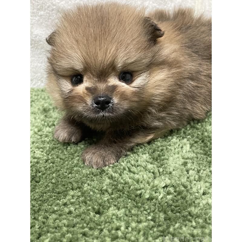 販売中の広島県のポメラニアン-399772の2枚目