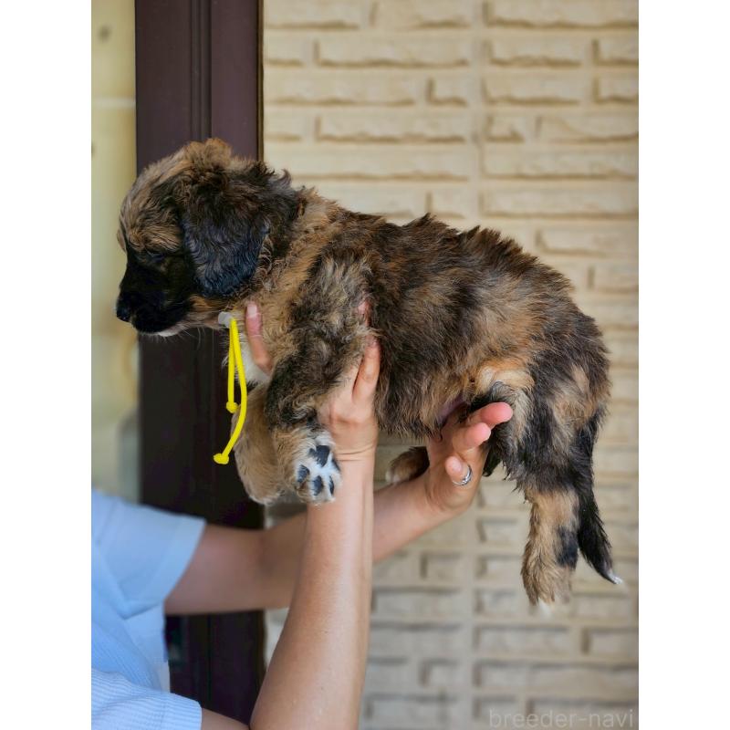販売中の長野県のミックス犬-397516の19枚目