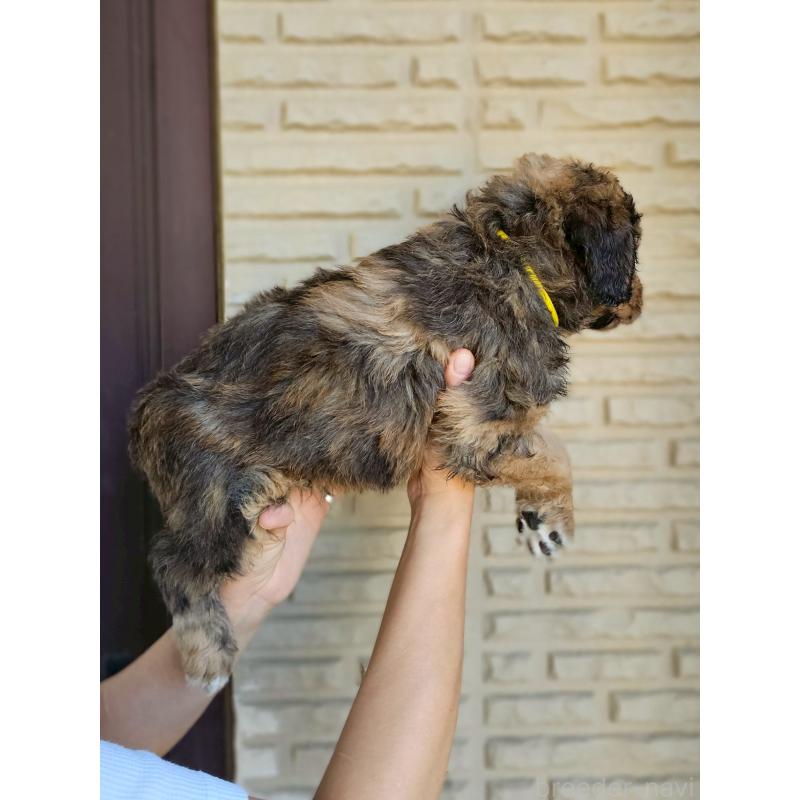 販売中の長野県のミックス犬-397516の18枚目