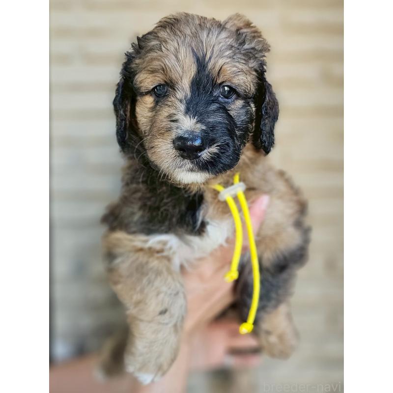 販売中の長野県のミックス犬-397516