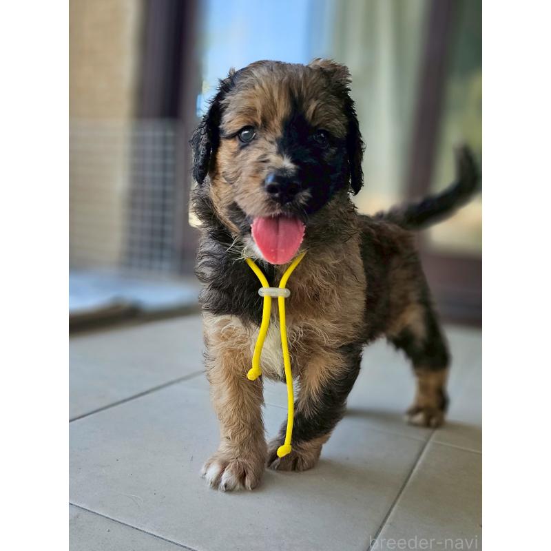 販売中の長野県のミックス犬-397516の16枚目