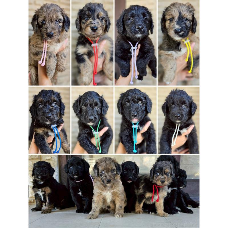 販売中の長野県のミックス犬-397516の13枚目
