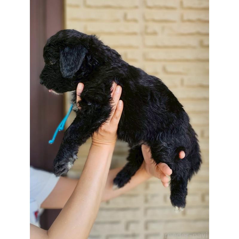 成約済の長野県のミックス犬-397522の5枚目