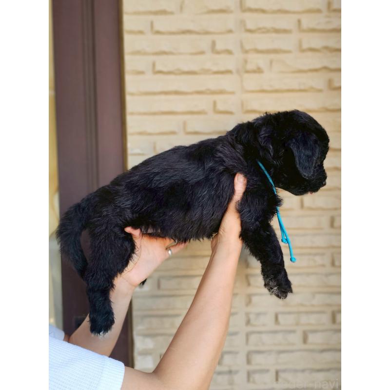 成約済の長野県のミックス犬-397522の4枚目