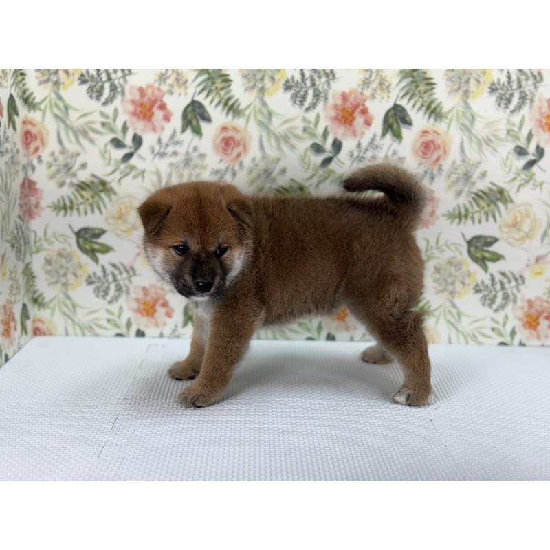 販売中の愛知県の柴犬-399777の4枚目