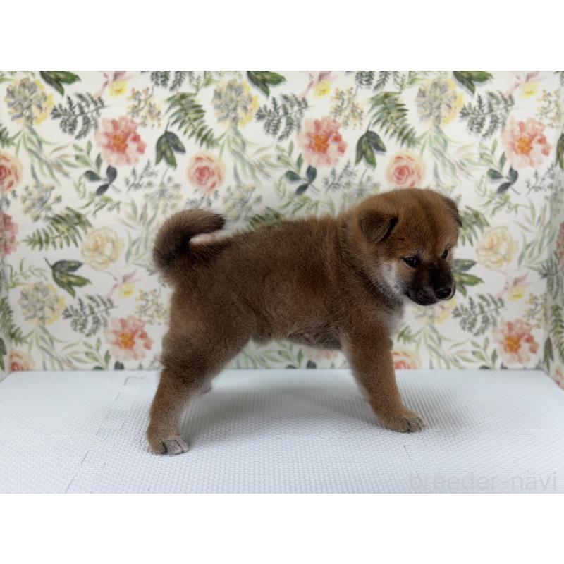 販売中の愛知県の柴犬-399777の3枚目