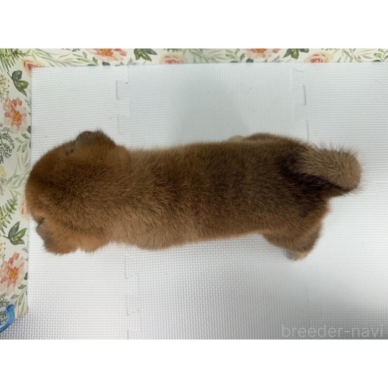 販売中の愛知県の柴犬-399777の2枚目