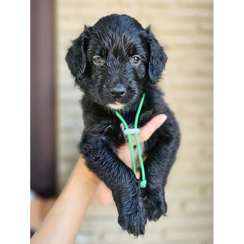 成約済の長野県のミックス犬-397519の4枚目