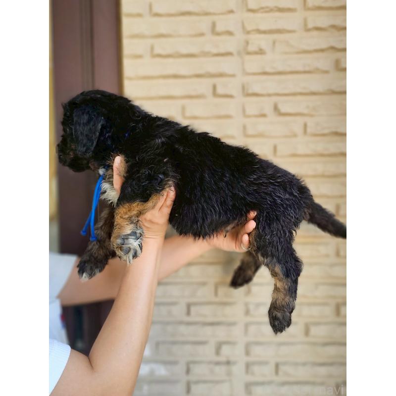 成約済の長野県のミックス犬-397517の8枚目