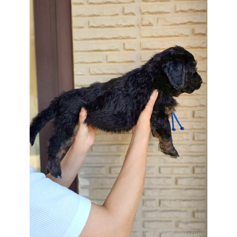 成約済の長野県のミックス犬-397517の7枚目