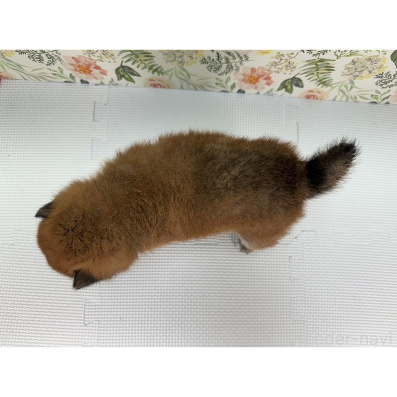 販売中の愛知県の柴犬-399781の4枚目