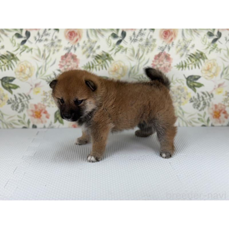 販売中の愛知県の柴犬-399781の3枚目