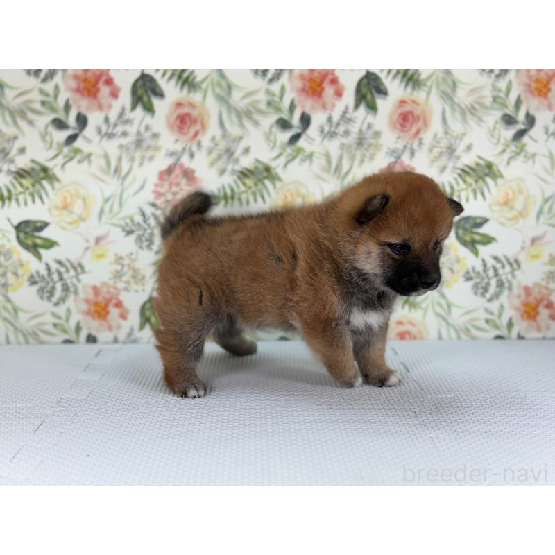 販売中の愛知県の柴犬-399781の2枚目