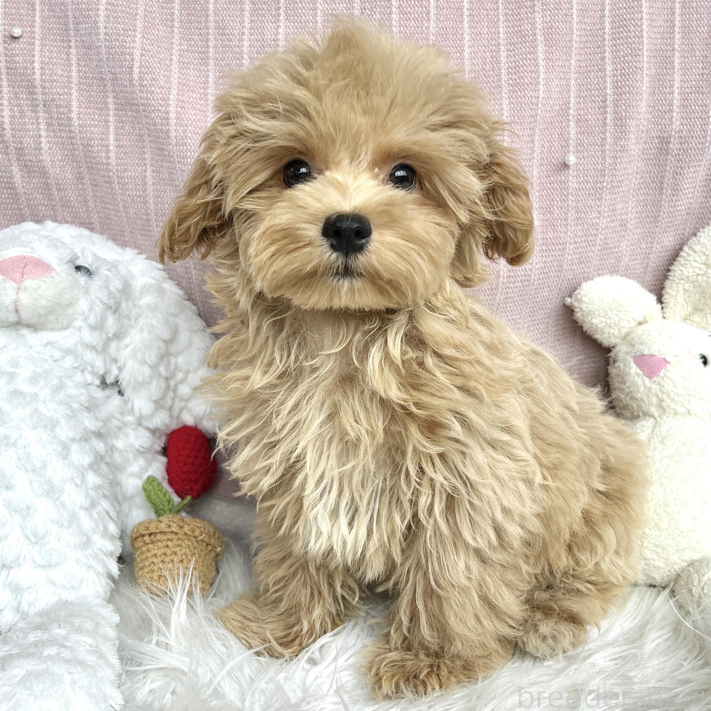 販売中の栃木県のマルプー:マルチーズ×トイプードル-385102の4枚目