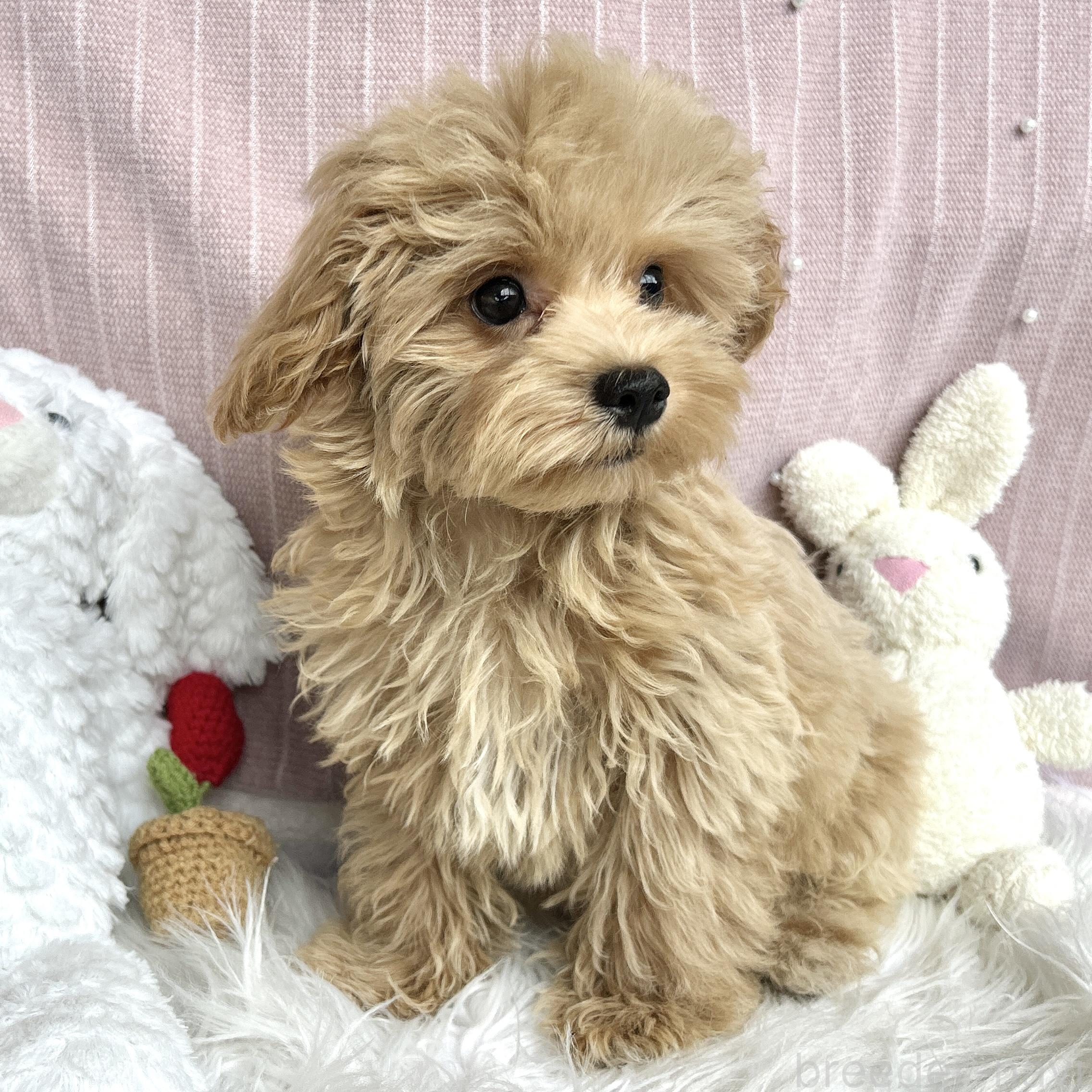 販売中の栃木県のマルプー:マルチーズ×トイプードル-385102の3枚目