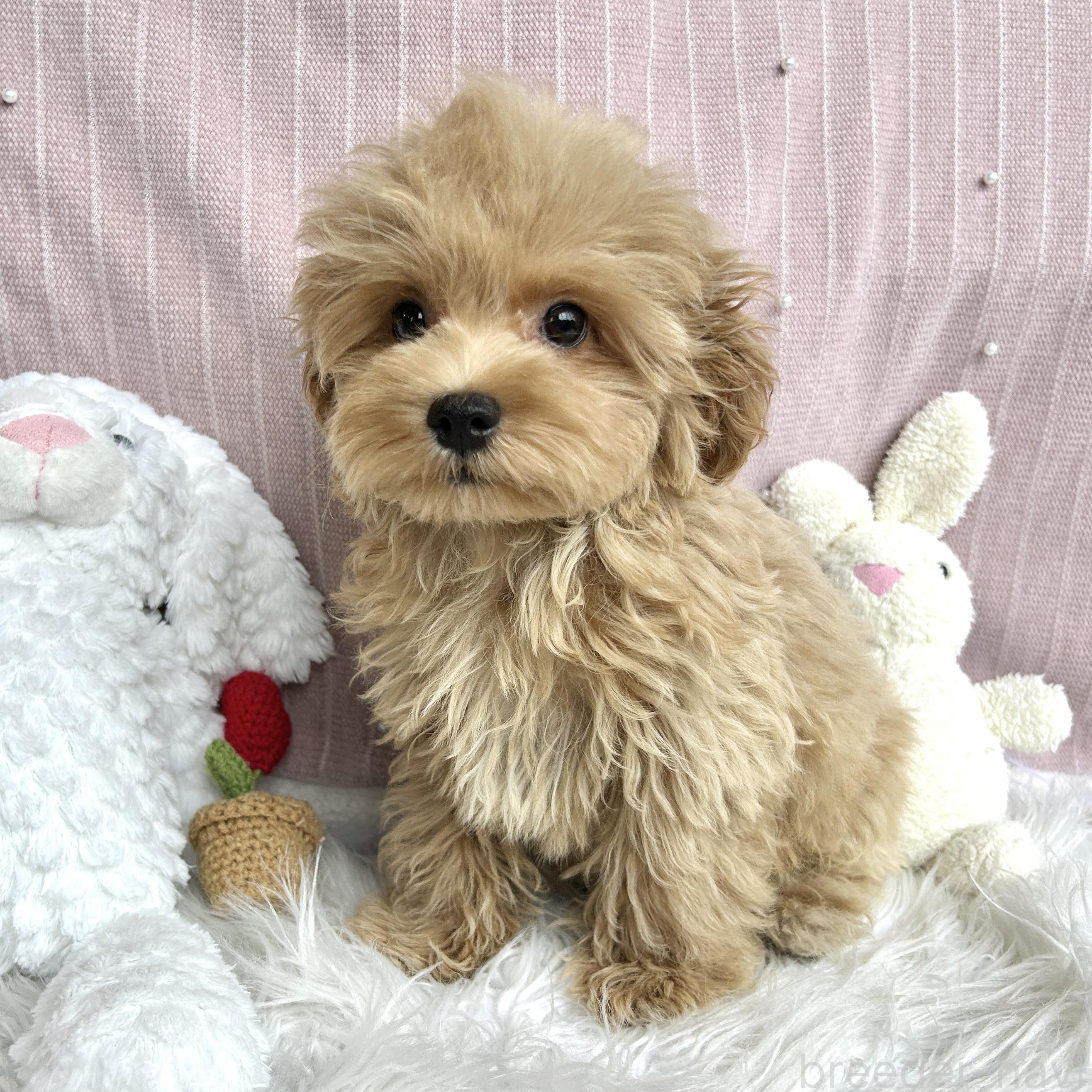 販売中の栃木県のマルプー:マルチーズ×トイプードル-385102の2枚目